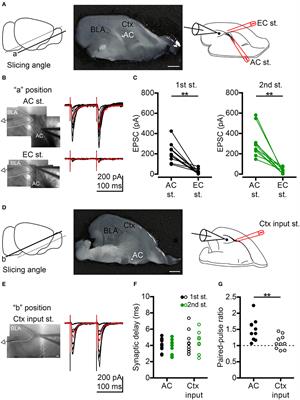 Anterior Commissure Regulates Neuronal Activity of Amygdalae and Influences Locomotor Activity, Social Interaction and Fear Memory in Mice